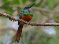 A10A6536Male_Rufous-tailed_Jacamar