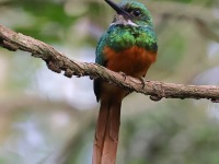 A10A6547Male_Rufous-tailed_Jacamar