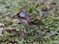 A10A6557Chestnut-sided_Warbler