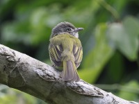 A10A6565Slate-headed-Tody-flycatcher