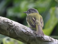 A10A6570Slate-headed-Tody-flycatcher