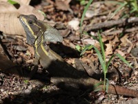 A10A6630Common-basilisk_jesus_Christ_Lizard