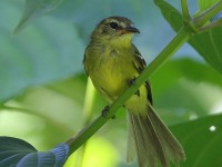 A10A6641Yellow_Tyrannulet