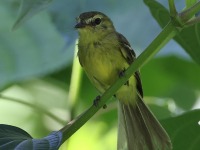 A10A6644Yellow_Tyrannulet