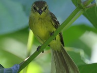 A10A6646Yellow_Tyrannulet