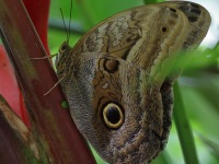 A10A6670Illioneus_Giant_Owl_Butterfly