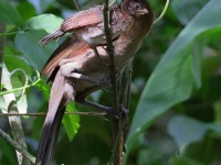 A10A6691Grey-headed_Chachalaca_Family