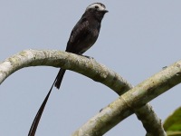 A10A6793Long-tailed_Tyrant