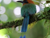 A10A6819Broad-billed_Motmot