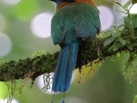 A10A6820Broad-billed_Motmot