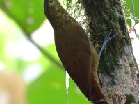 A10A6845Spotted_Woodcreeper