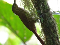 A10A6849Spotted_Treecreeper