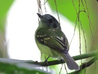 A10A6887Slaty-capped_Flycatcher