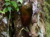 A10A6907Spotted_Woodcreeper