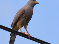 A10A6919Roadside_Hawk