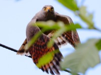 A10A6924Roadside_Hawk