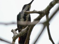 A10A6949Female_Green-breasted_Mango