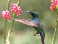 A10A7004Green-breasted_Mango