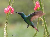 A10A7005Green-breasted_Mango