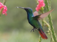 A10A7009Green-breasted_Mango