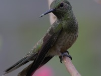 A10A7036Scaly-breasted_Hummingbird