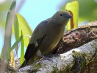 A10A7076Palm_Tanager