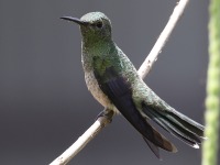 A10A7086Scaly-breasted_Hummingbird