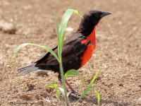 A10A7120Red-breasted_Meadowlark