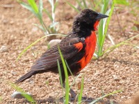 A10A7125Red-breasted_Meadowlark