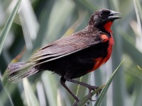 A10A7135Red-breasted_Meadowlark