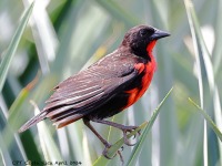 A10A7138Red-breasted_Meadowlark