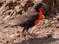 A10A7158Red-breasted_Meadowlark