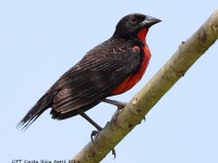 A10A7173Red-breasted_Meadowlark