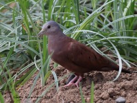A10A7184Ruddy_Ground-dove