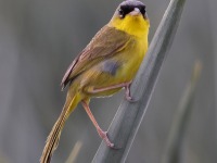 A10A7191Grey-crowned_Yellowthroat