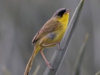 A10A7194Grey-crowned_Yellowthroat