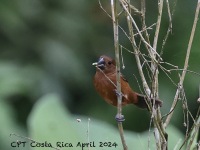 A10A7219Thick-billed_Seed-Finch