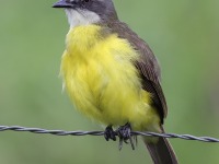 A10A7231Grey-capped_Flycatcher