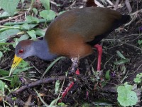 A10A7256Russet-naped_Wood-rail