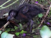 A10A7263Russet-naped_Wood-rail_Chick