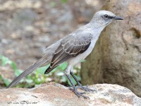 A10A7269Tropical_Mockingbird