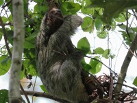 A10A7278Three-toed_Sloth