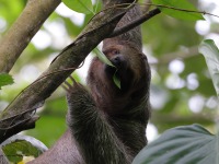 A10A7340Three-toed_Sloth