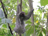 A10A7354Three-toed_Sloth