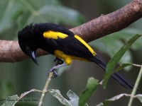 A10A7386Black-cowled_Oriole