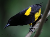 A10A7403Black-cowled_Oriole