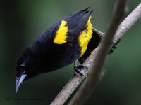 A10A7405Black-cowled_Oriole