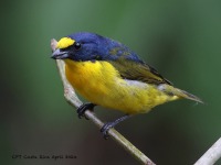 A10A7416Yellow-throated_Euphonia