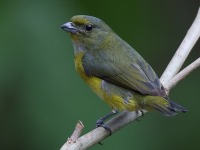 A10A7427Yellow-throated_Euphonia