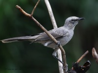 A10A7441Tropical_Mockingbird
